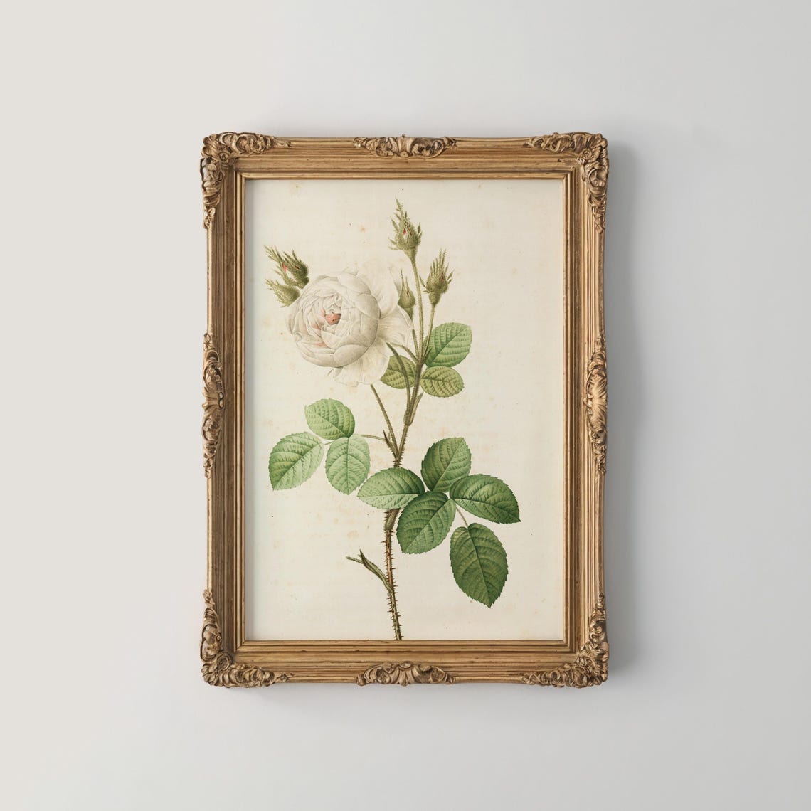 White Rose Stem Botanical Study Vintage Floral Line Art Poster