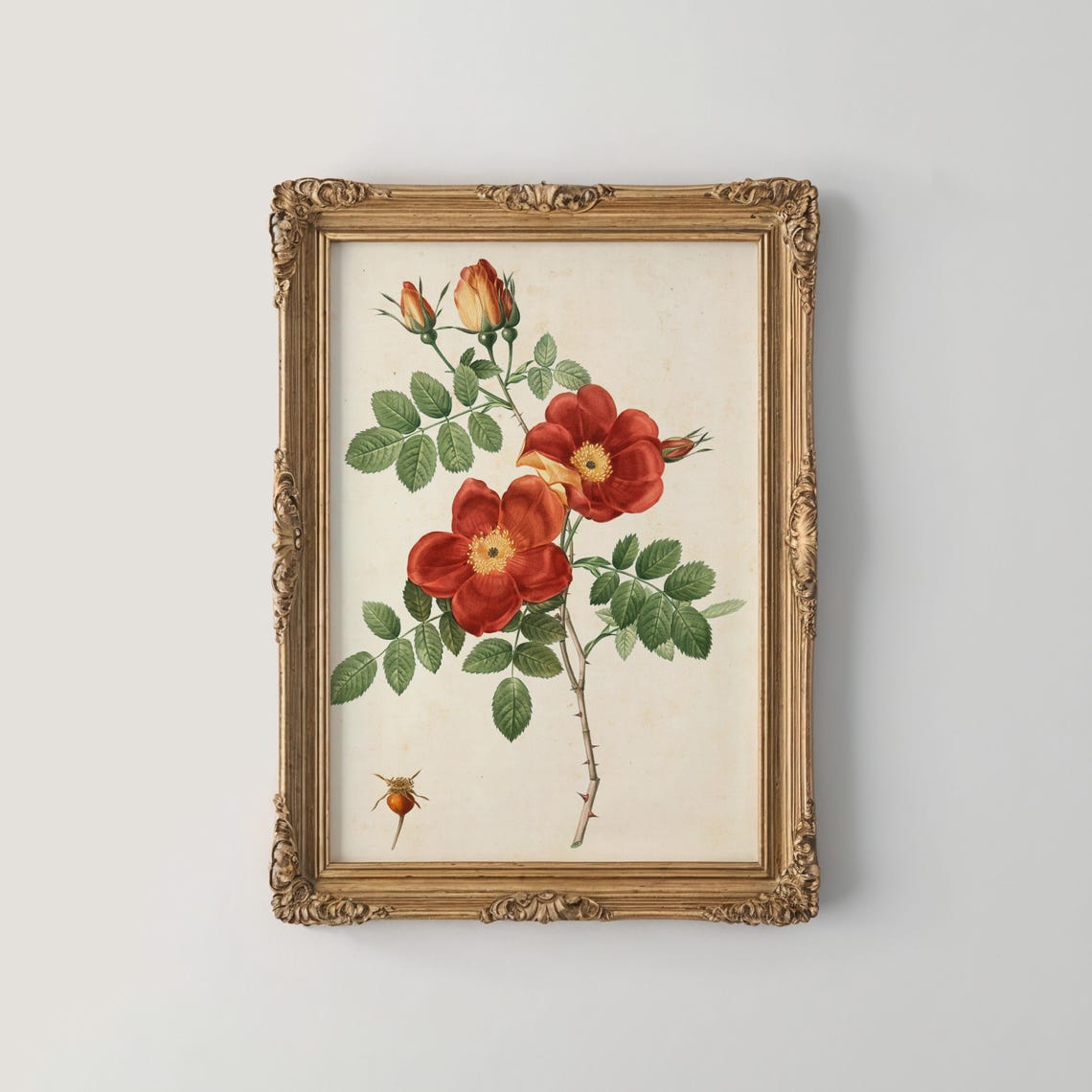Red Wild Rose Botanical Study With Hips And Thorns Vintage Print