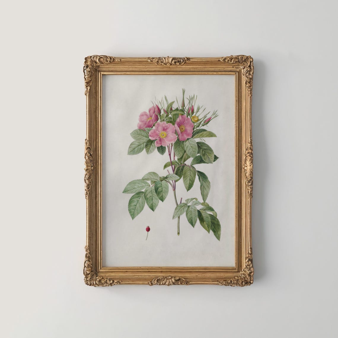 Pink Wild Rose With Buds And Hip Vintage Botanical Study Print