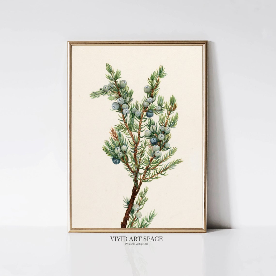 Blue Juniper Berries on a Branch Vintage Botanical Art Print