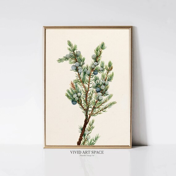 Blue Juniper Berries on a Branch Vintage Botanical Art Print