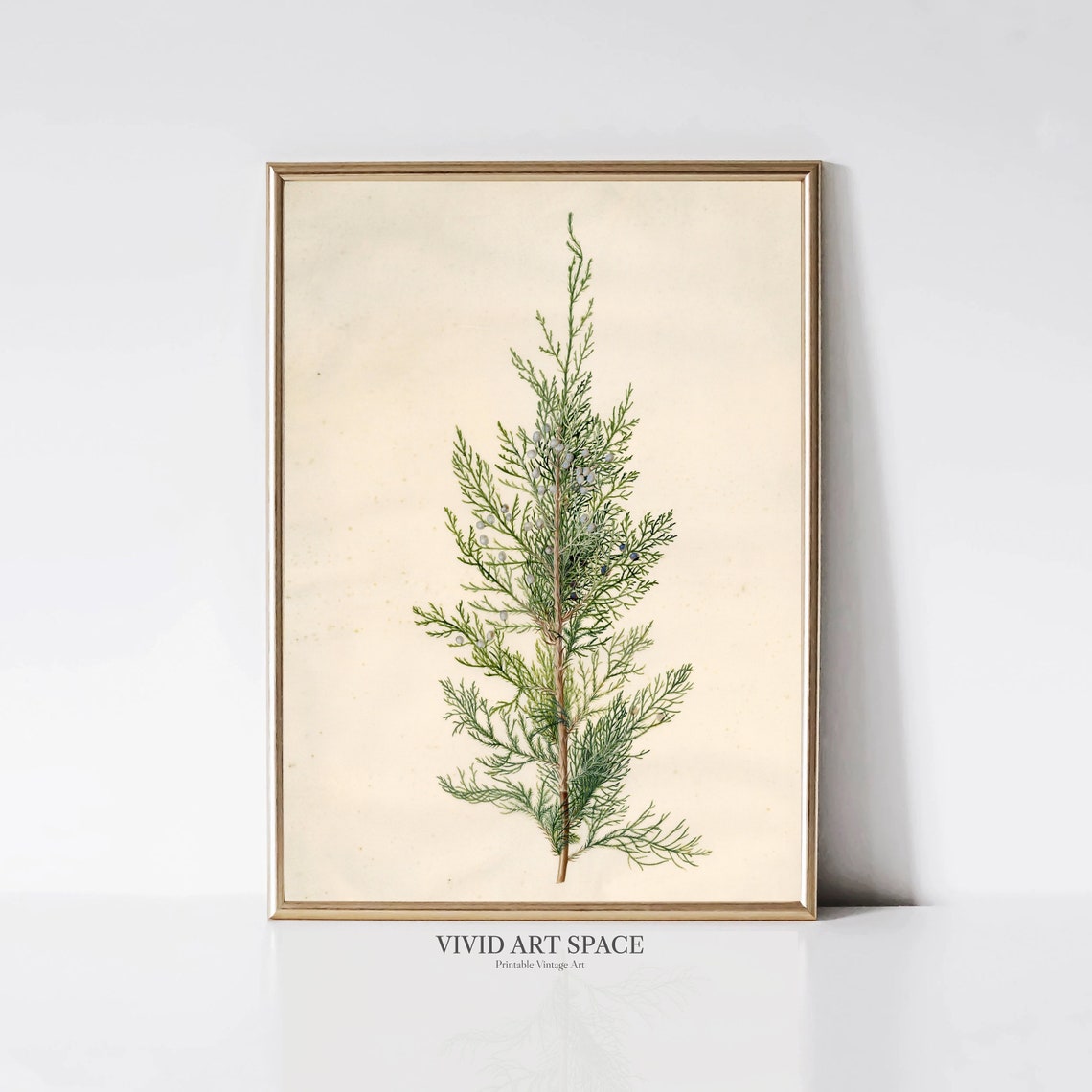 Single Tall Juniper Sprig Elegant Vintage Botanical Study Art Print