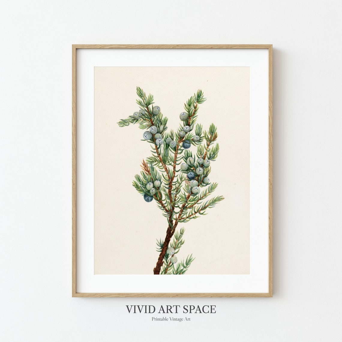Blue Juniper Berries on a Branch Vintage Botanical Art Print - Image 3