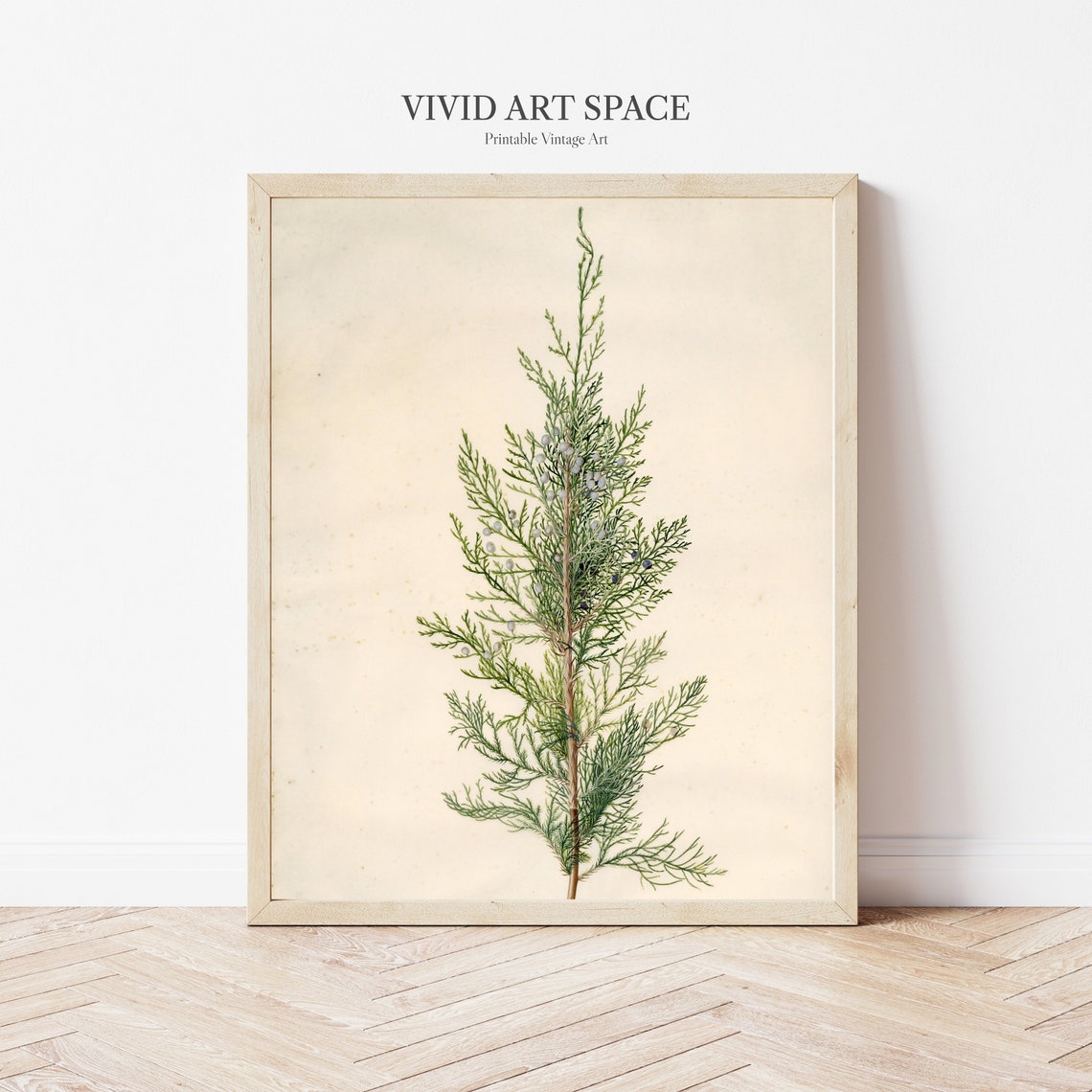 Single Tall Juniper Sprig Elegant Vintage Botanical Study Art Print - Image 2