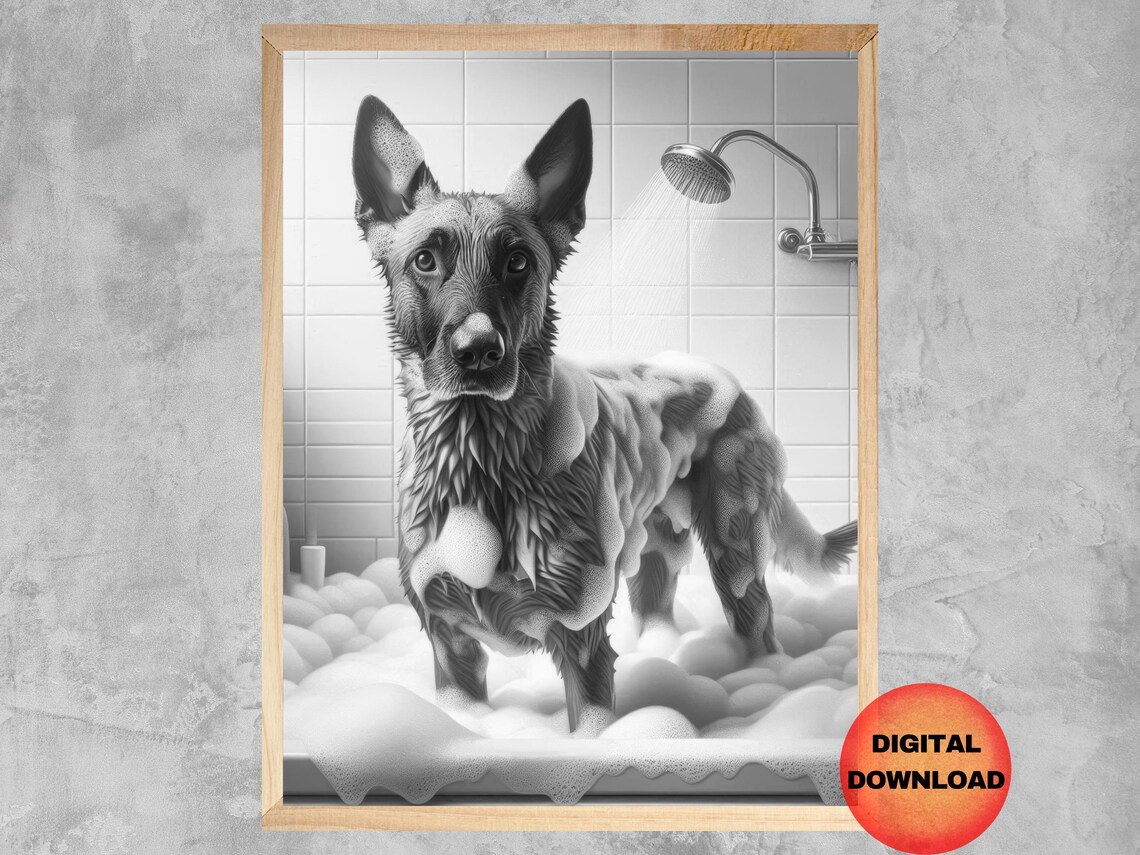 Belgian Malinois In Shower, Funny Bathroom Poster