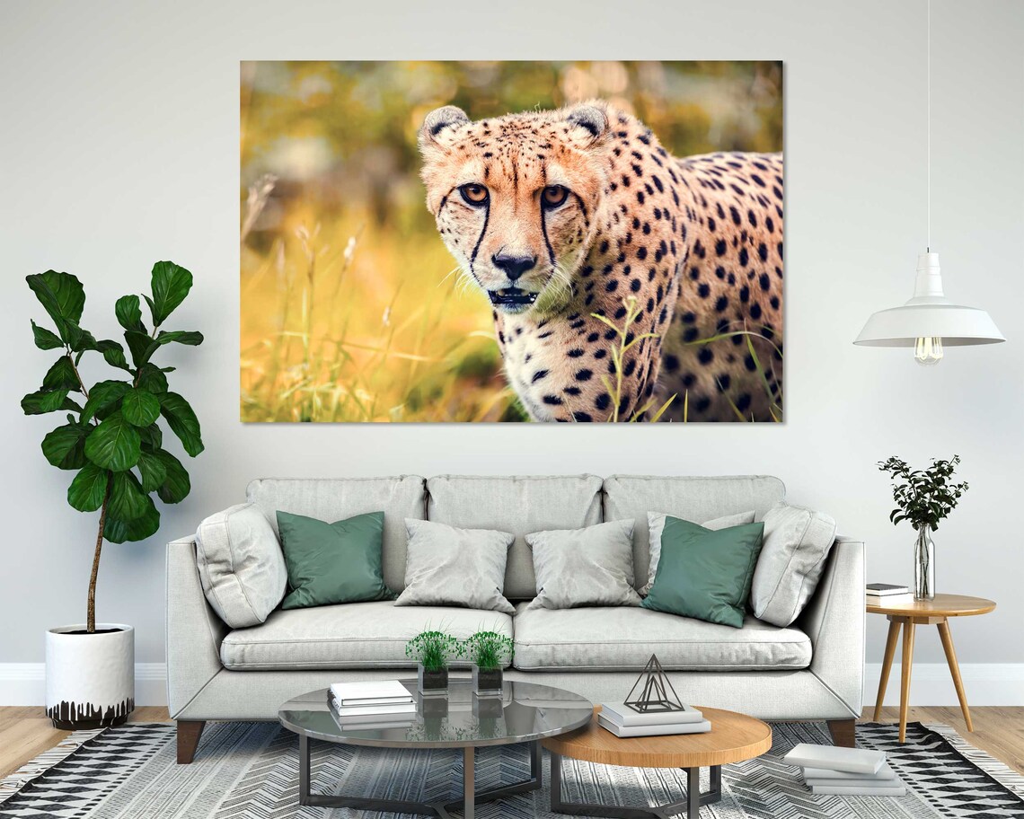 Cheetah Close Up Golden Grass Wild Cat Spotted Safari Animal Portrait Poster