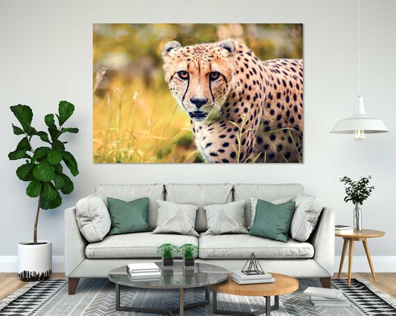 Cheetah Close Up Golden Grass Wild Cat Spotted Safari Animal Portrait Poster