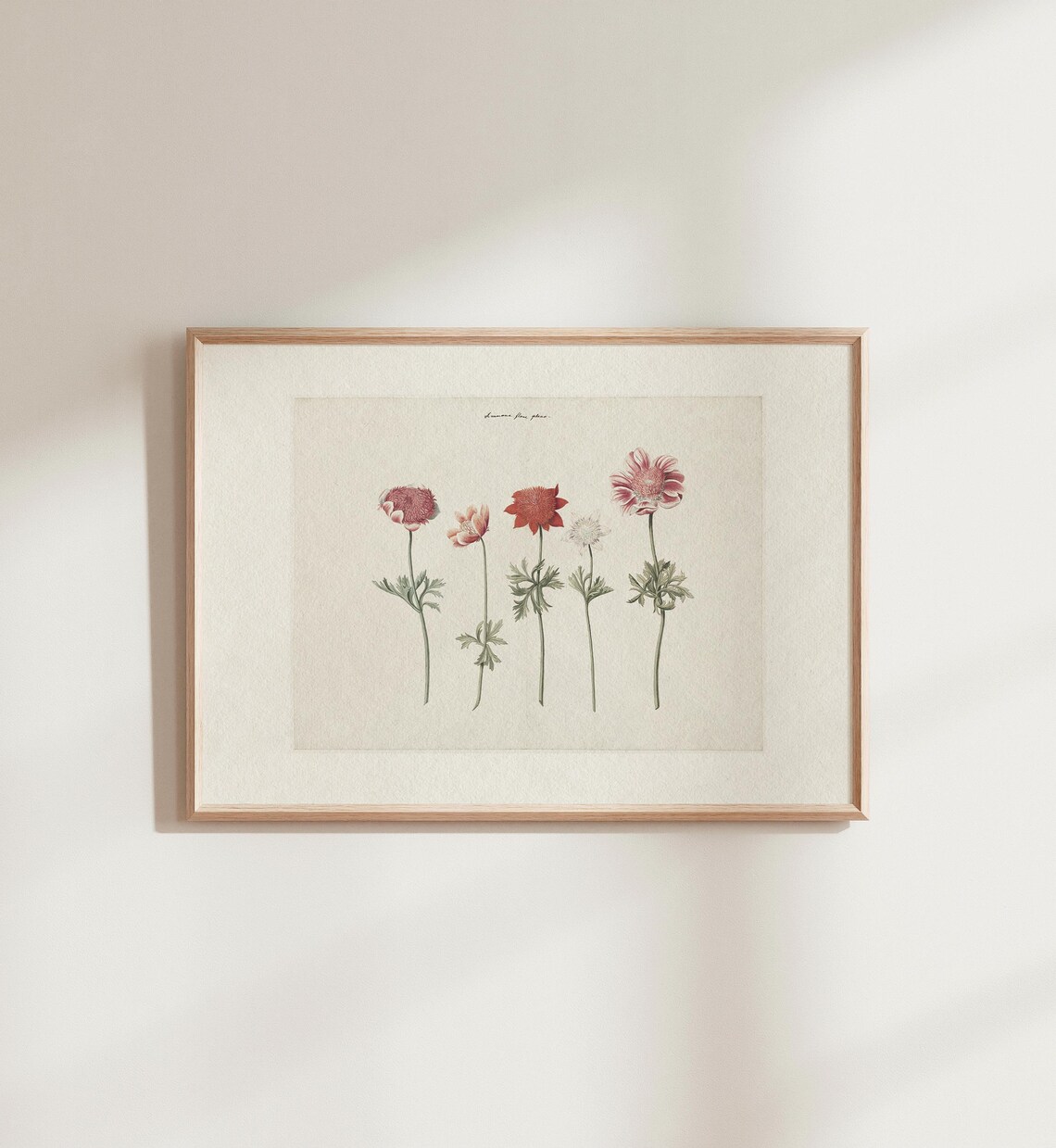 Vintage French Botanical Art Red Pink Anemone Flower Drawing Wall Art - Image 2