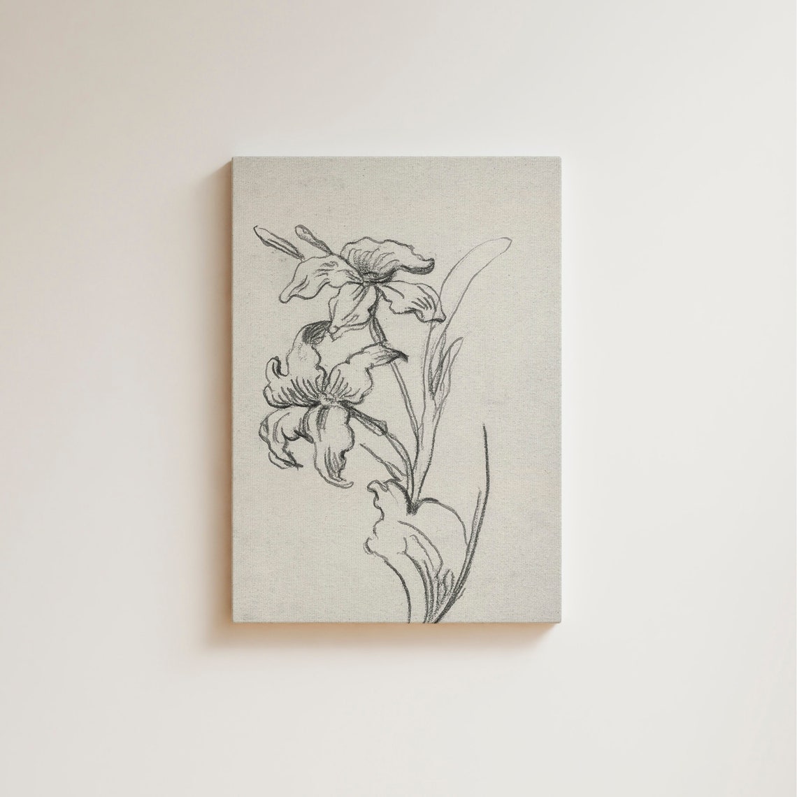 Vintage French Botanical Iris Ink Sketch Drawing Antique Wall Art - Image 3