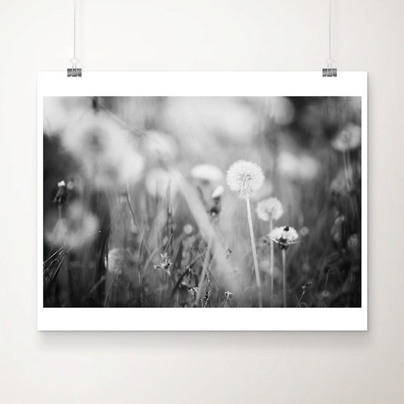 Black And White Dandelion Photograph Nature Print English Garden Botanical Wall Art