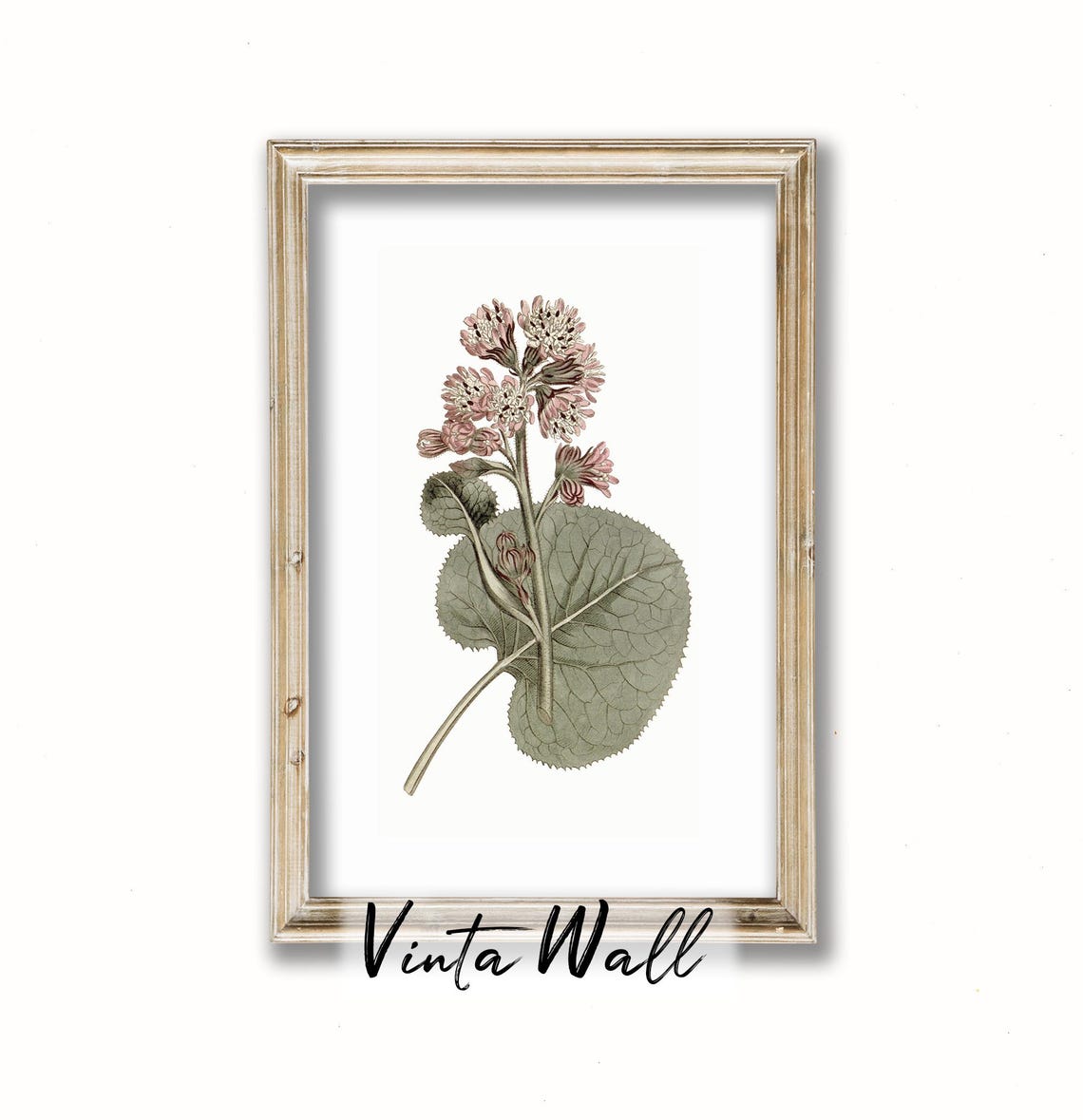 Pink Blossom Cluster with Round Leaves Vintage Botanical Poster