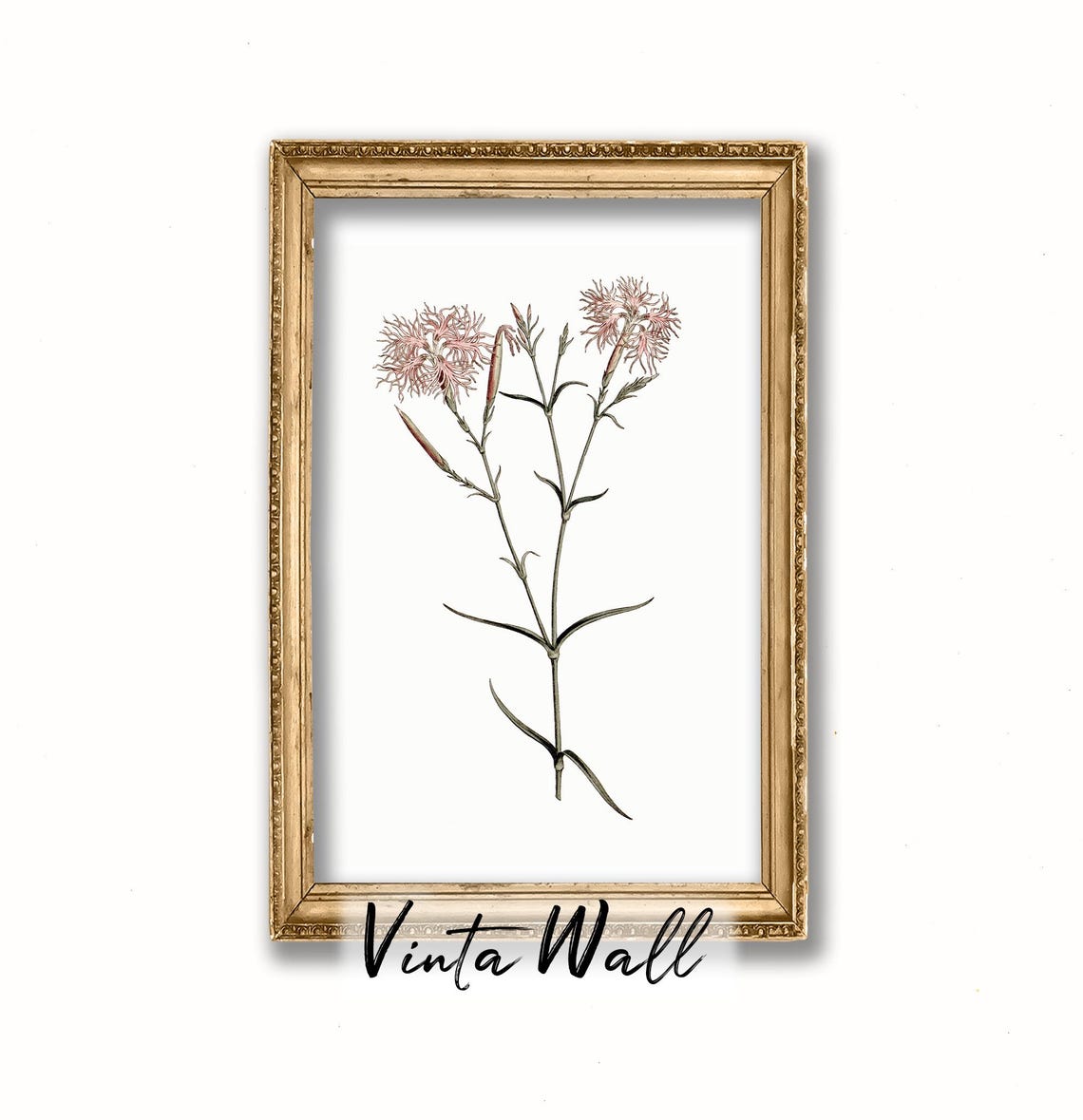 Fringed Pink Dianthus Blossoms Vintage Botanical Illustration Print - Image 3