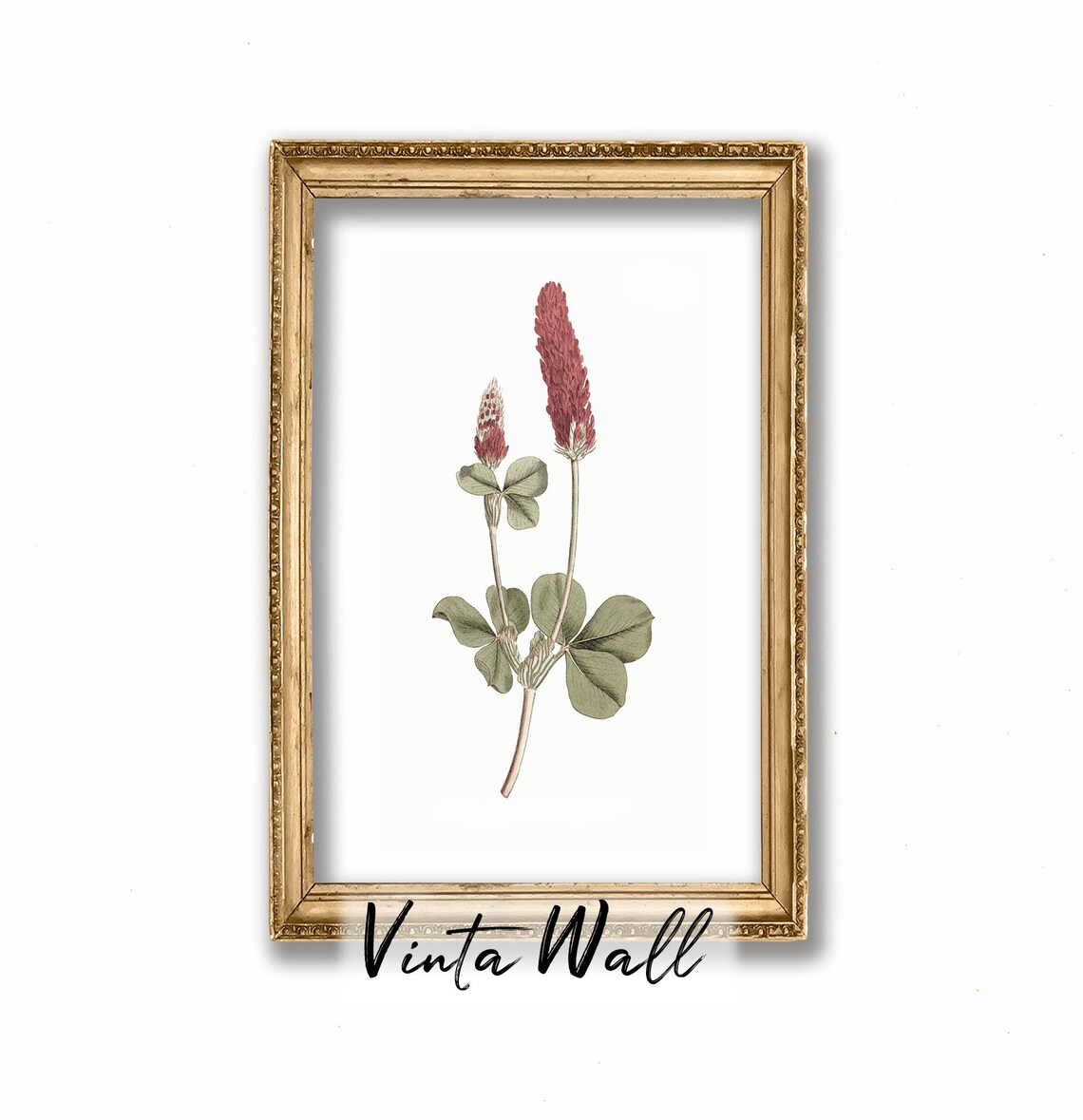 Crimson Clover Wildflower Vintage Botanical Illustration Art Print - Image 4