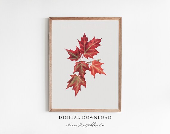 Red Maple Leaves Branch Vintage Botanical Watercolor Study Poster