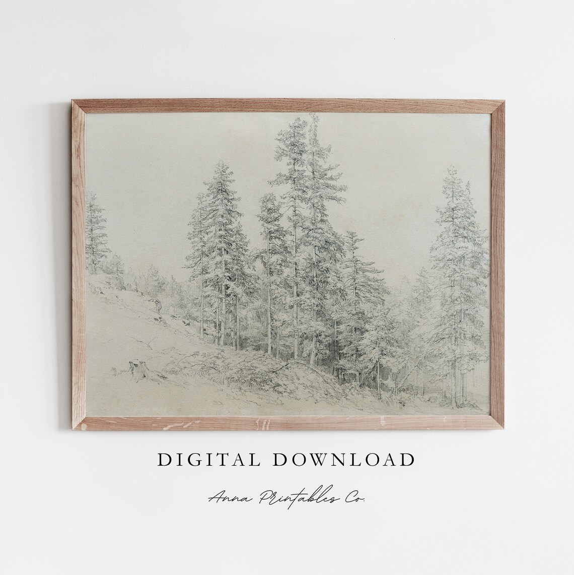 Fir Trees On A Hill Antique Sketch Art Print
