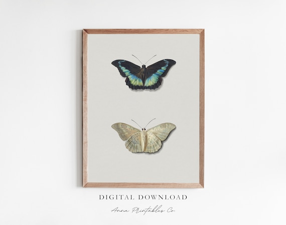 Butterfly Study Antique Butterfly Drawing Art Print