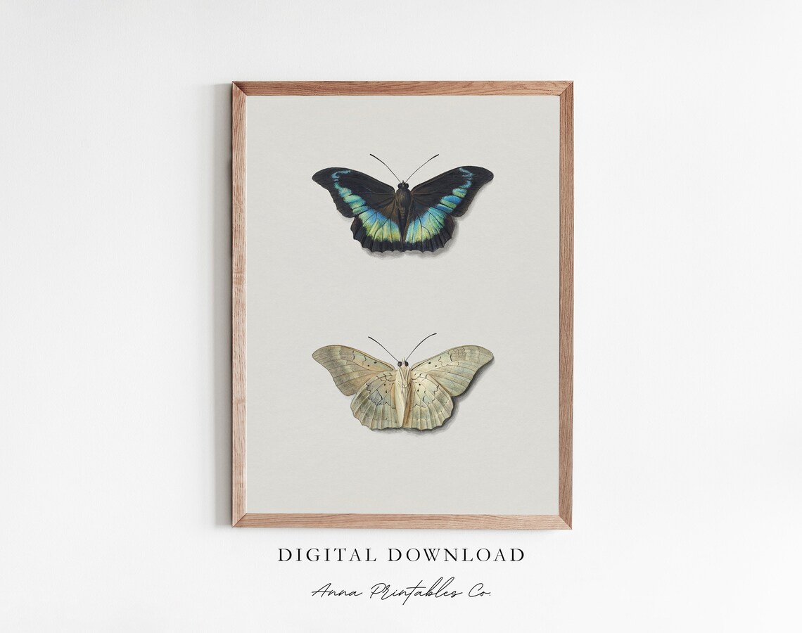 Butterfly Study Antique Butterfly Drawing Art Print
