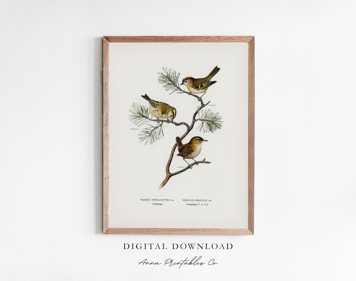 Eurasian Wren Antique Bird Illustration, Vintage Print