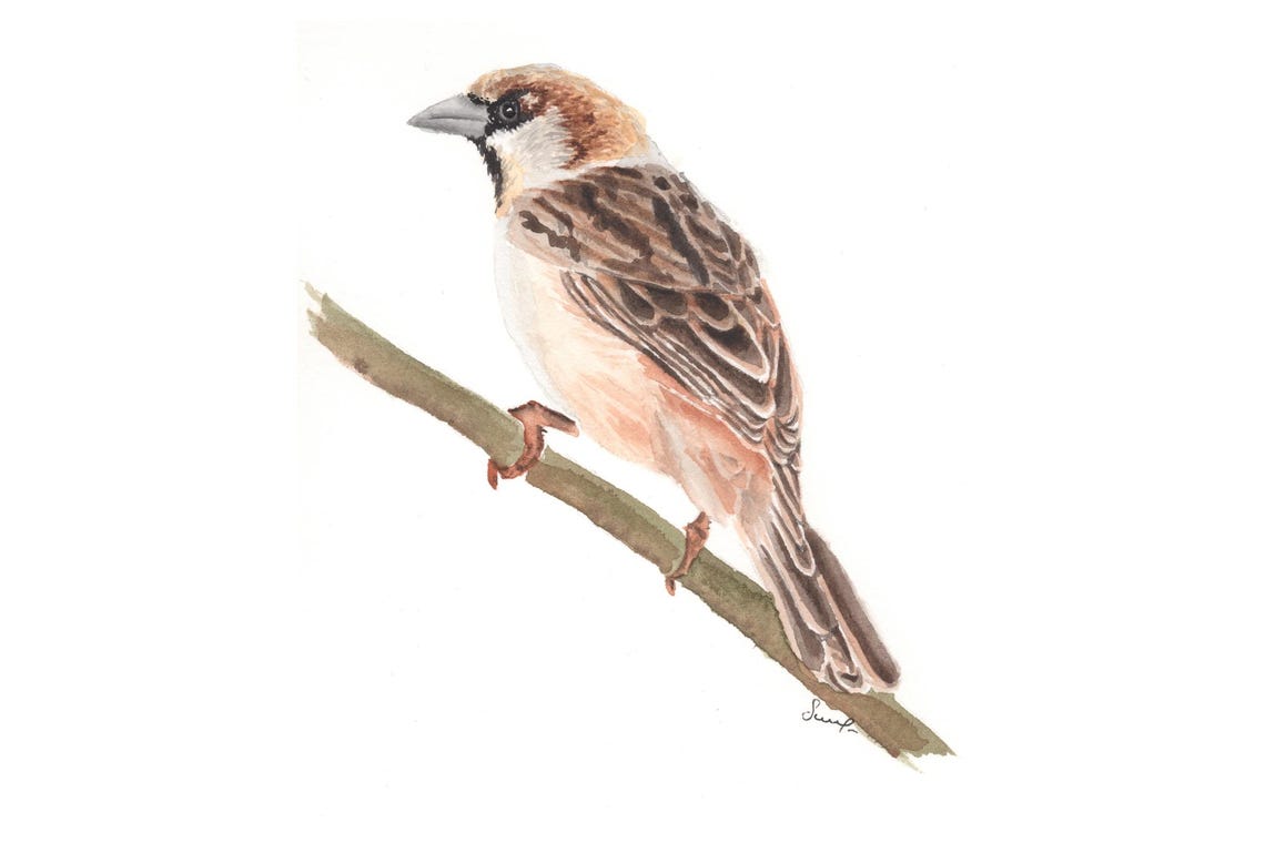 Original Sparrow Bird Watercolor Painting Branch Soft Brown Art Print