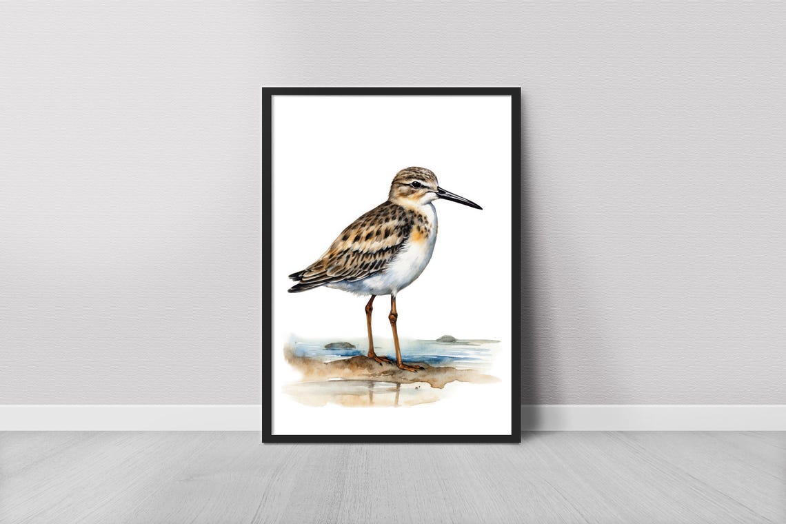 Sandpiper Shorebird Watercolor Sanderling Beach Bird Painting Poster