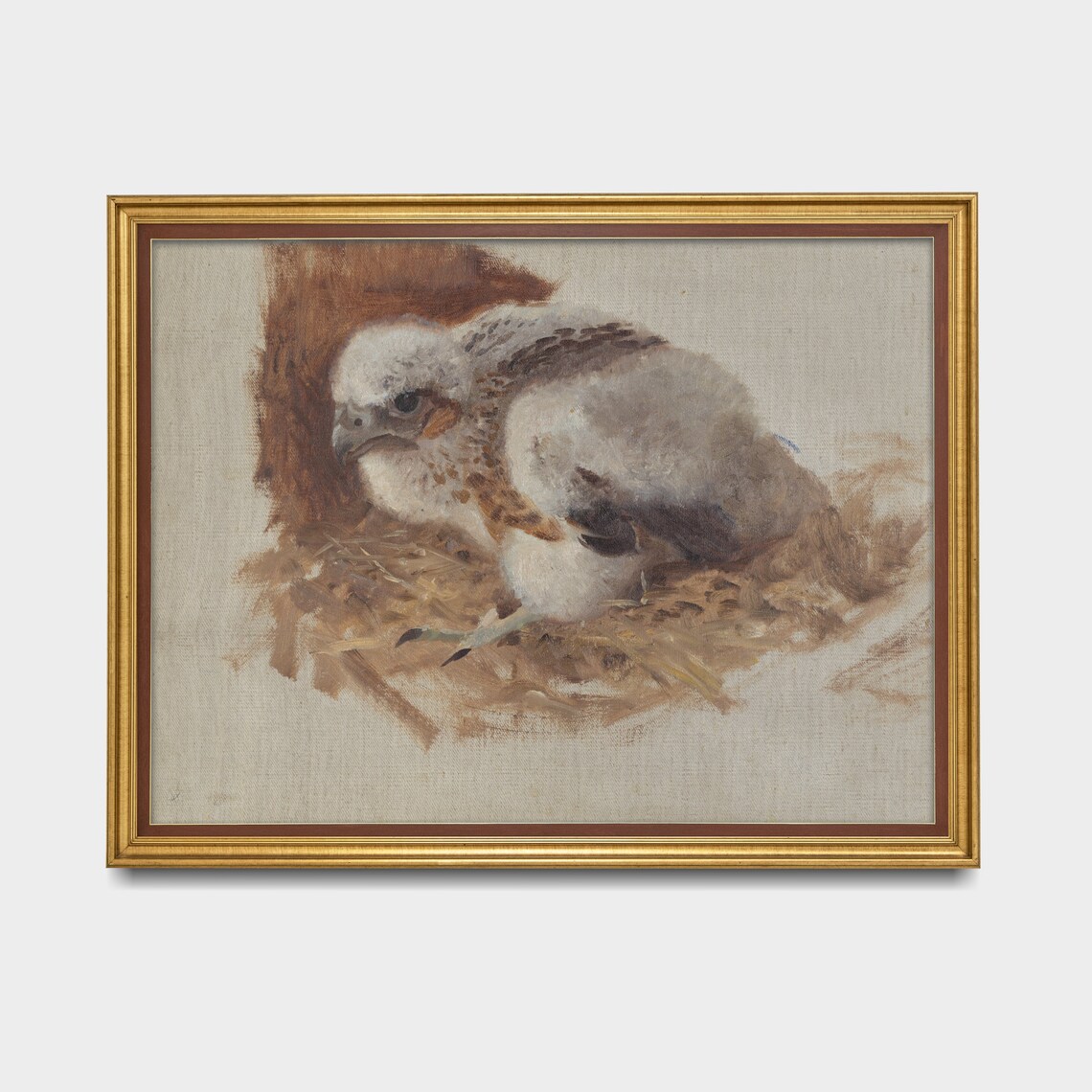 Baby Hawk Chick Study On Neutral Ground Vintage Bird Painting Poster - Image 3