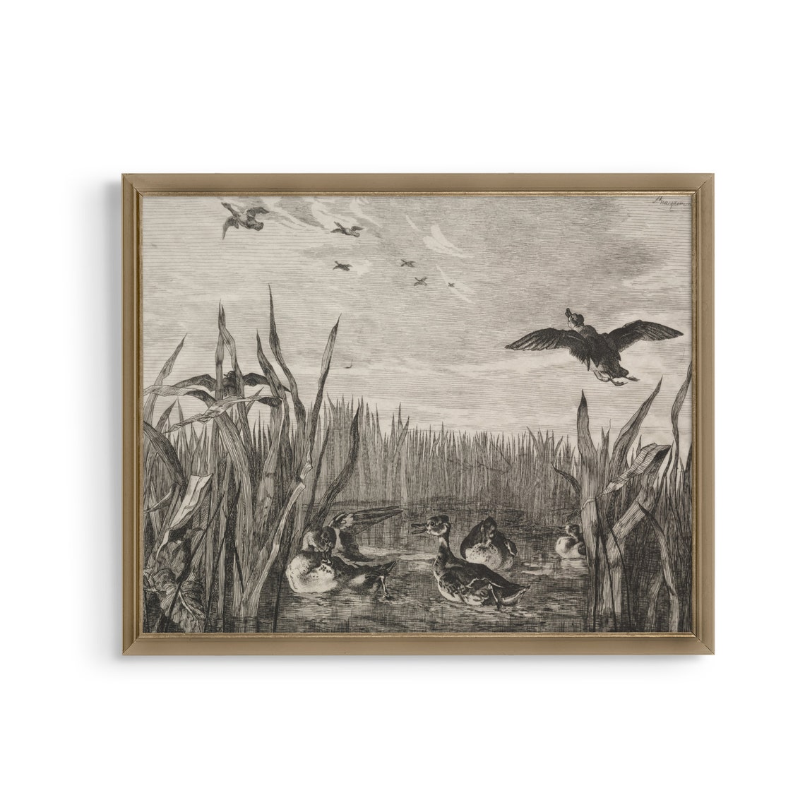 Wild Ducks Among the Reeds Antique Marshland Engraving Poster