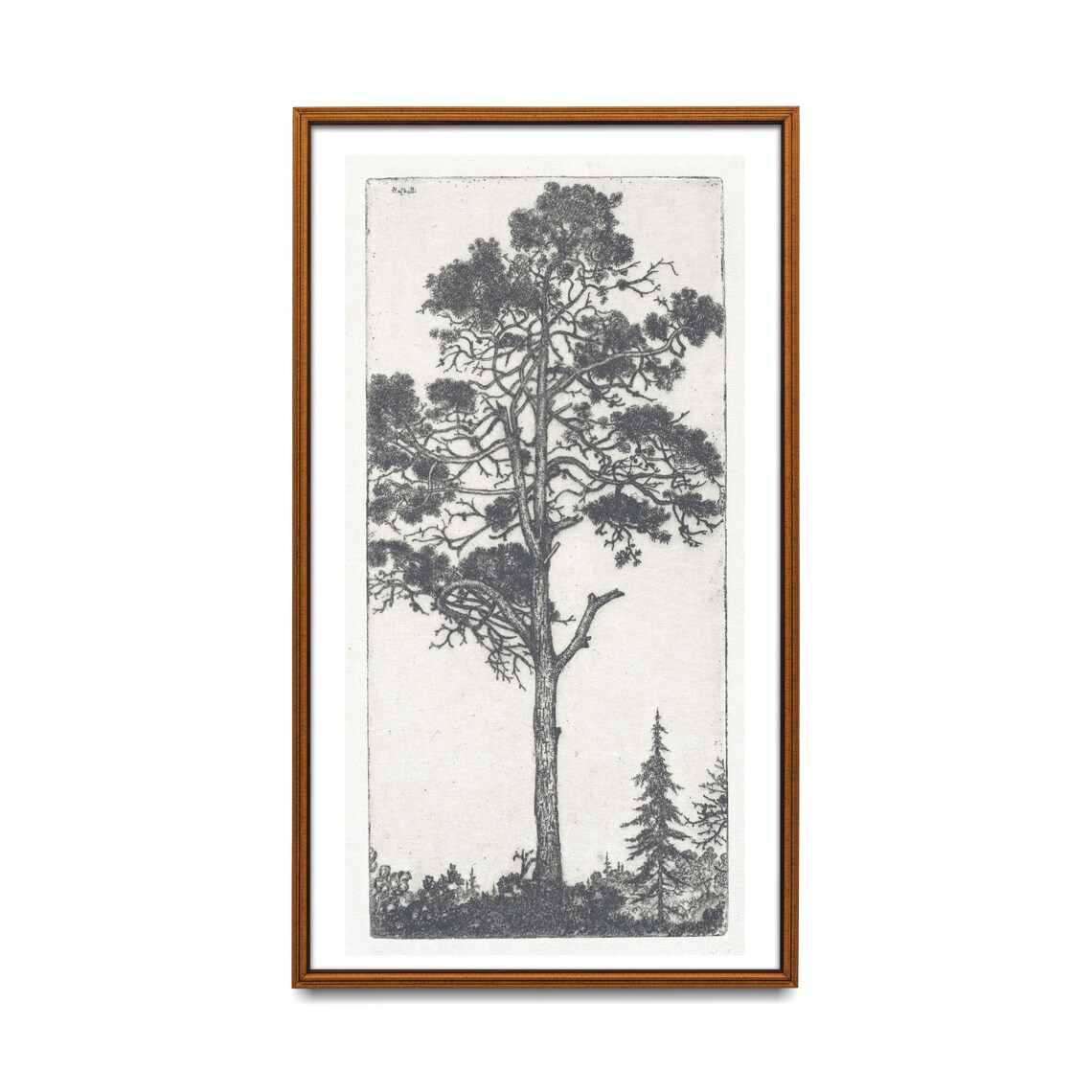 Vintage Pine Tree Drawing, Antique Sketch - Image 2