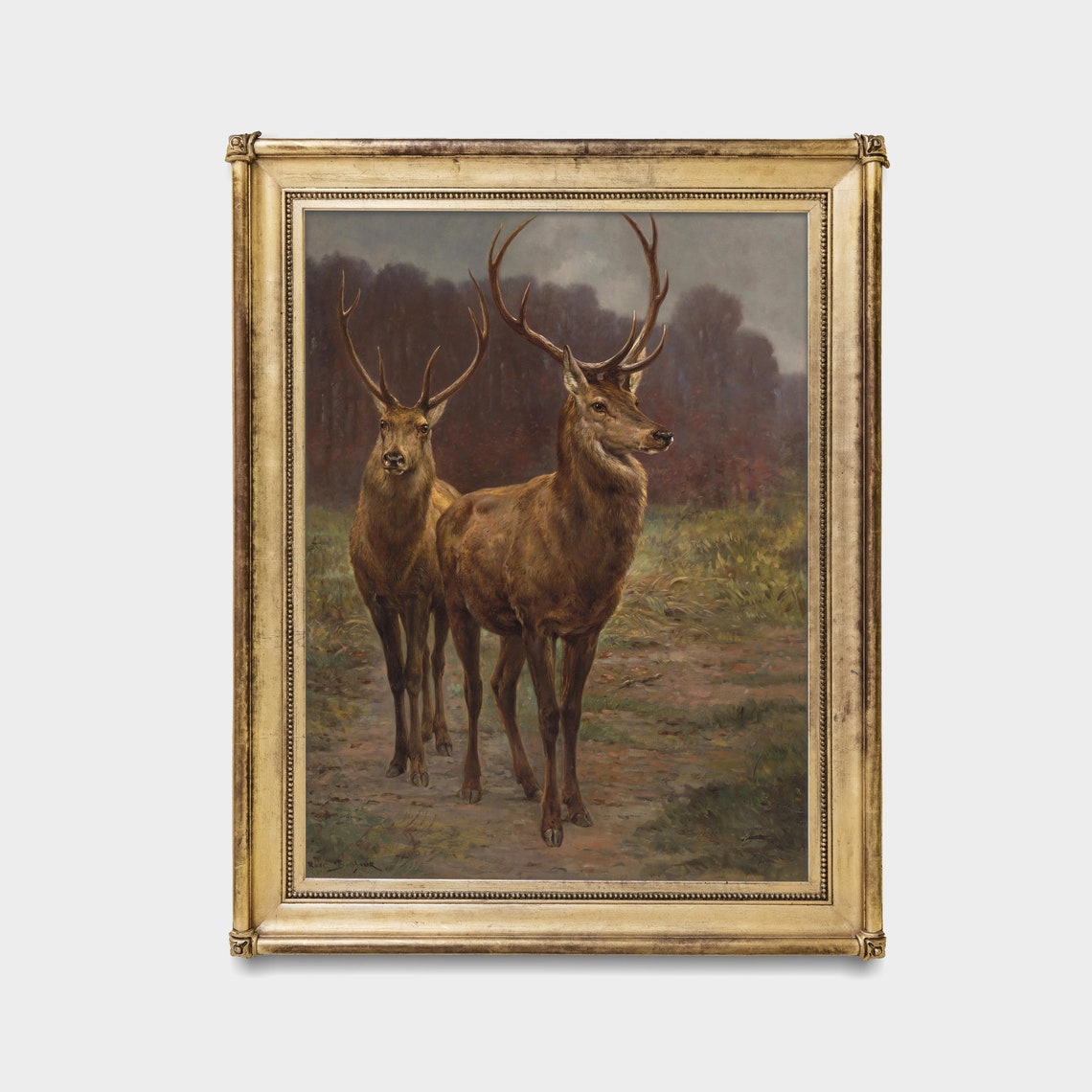Two Majestic Red Deer Stags Standing on a Forest Path Poster - Image 2
