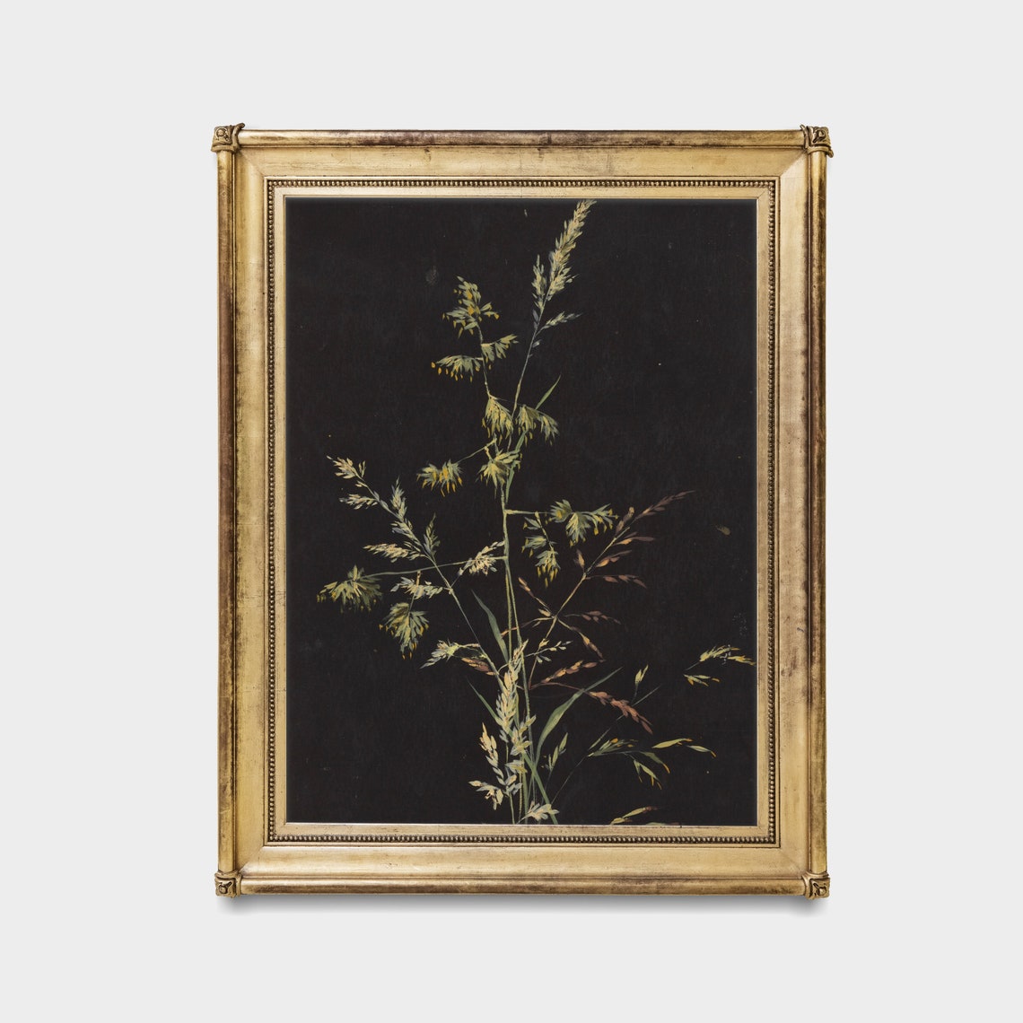 Wild Meadow Grass Sprig on a Black Ground Botanical Study Poster - Image 3