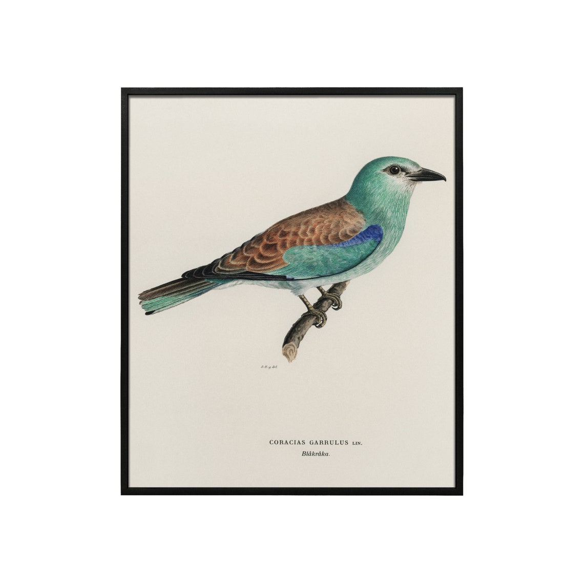 European Roller Bird Antique Ornithology Illustration Poster - Image 4