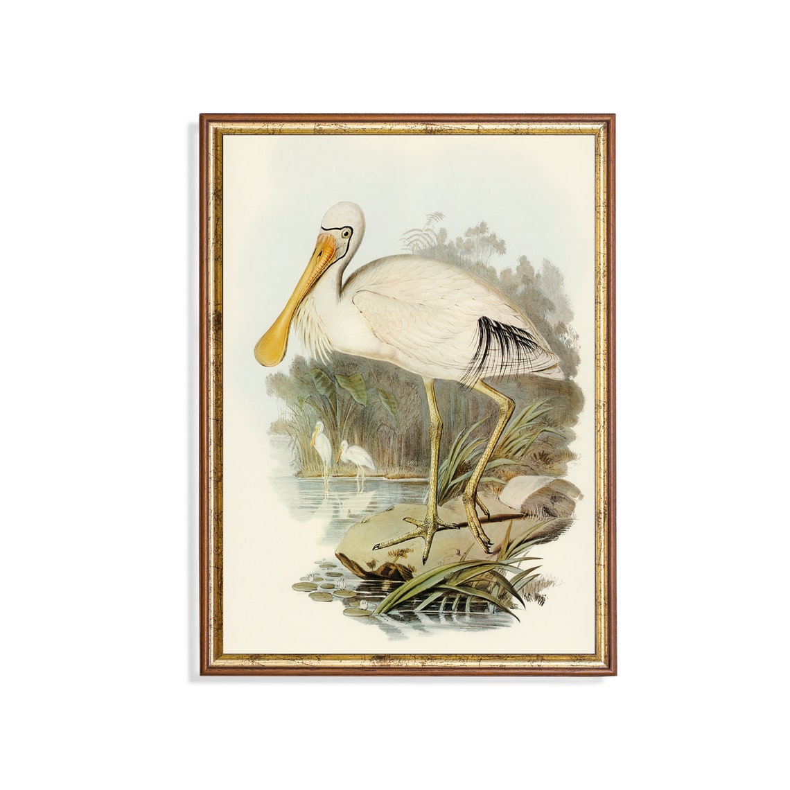 Vintage Yellow-Billed Spoonbill Naturalist Bird Study Poster
