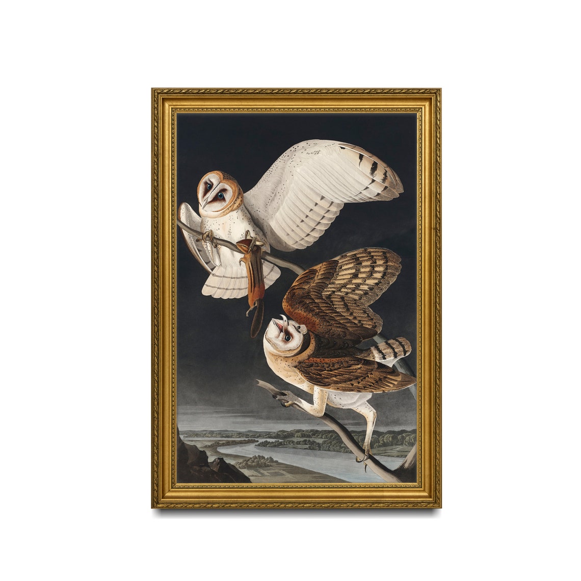 John James Audubon Barn Owl Natural History Illustration Poster - Image 2