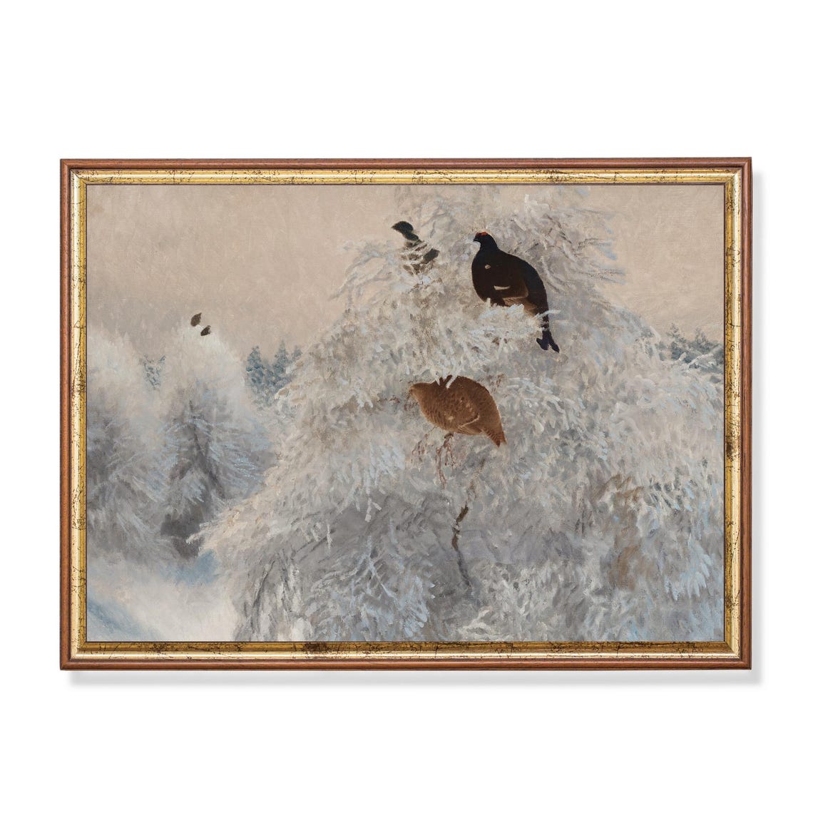 Black Grouse Perched on Frosty Treetops Vintage Winter Bird Poster