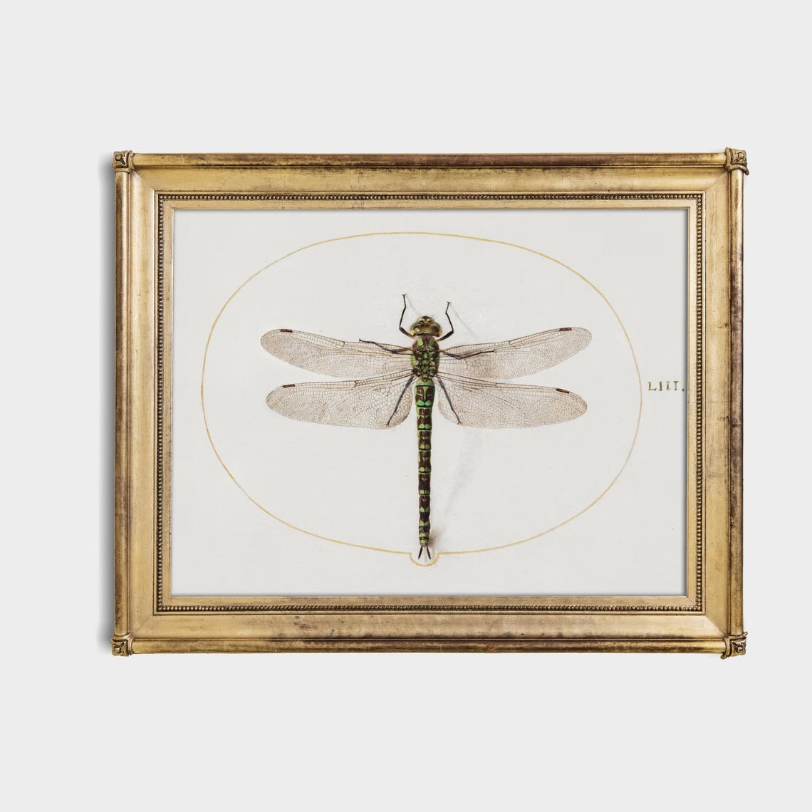 Green Hawker Dragonfly Antique Natural History Insect Poster - Image 4