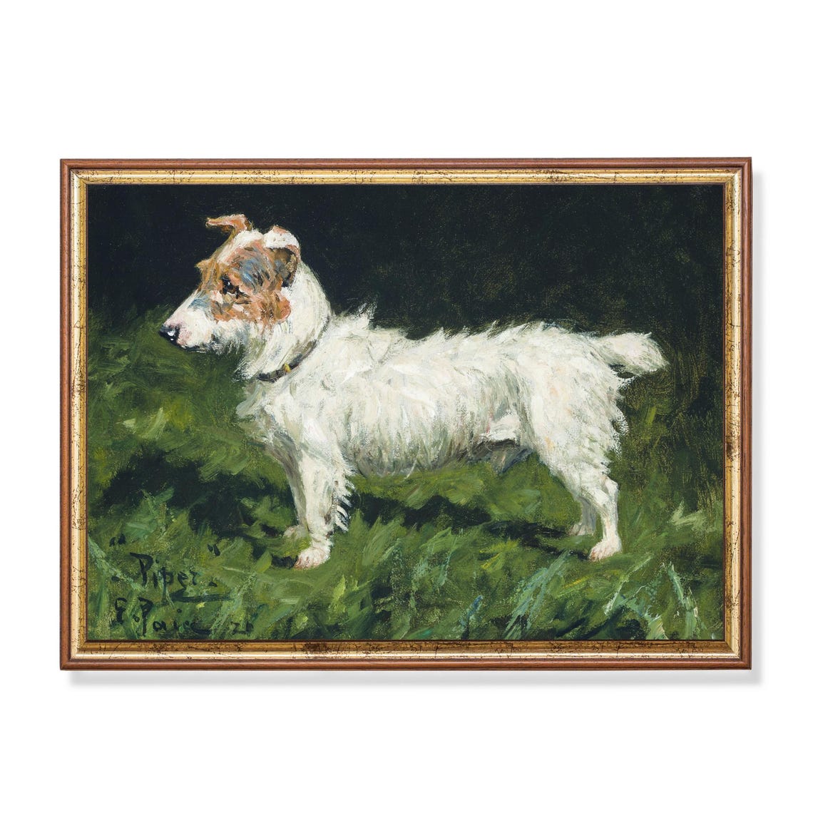 White Terrier Named Piper Standing Alert in Green Grass Poster