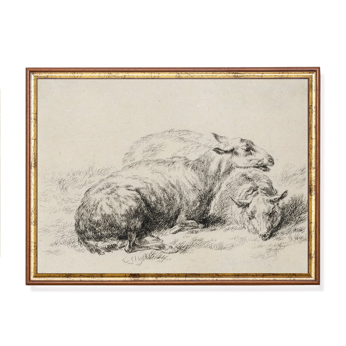 Two Resting Sheep Vintage Etching Sketch Neutral Animal Poster