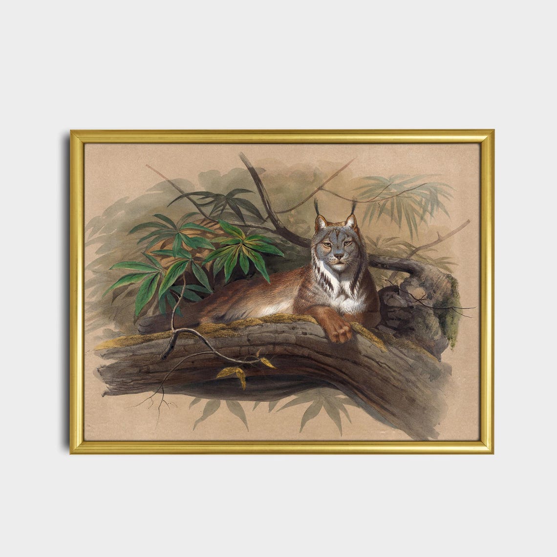 Canadian Lynx Resting on a Tree Branch Vintage Wildlife Poster - Image 2