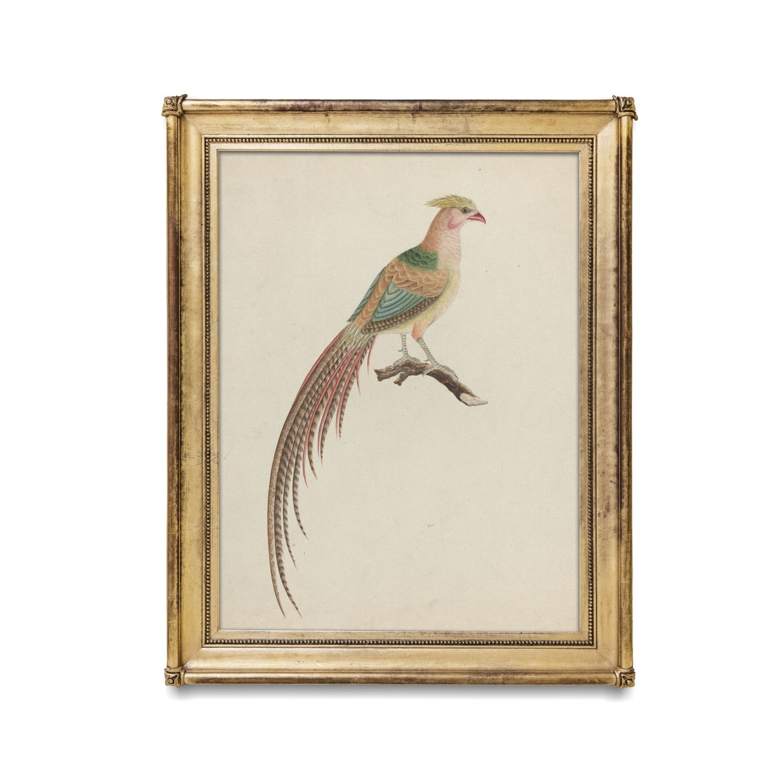 Golden Pheasant Perched on a Branch Antique Bird Study Poster - Image 2