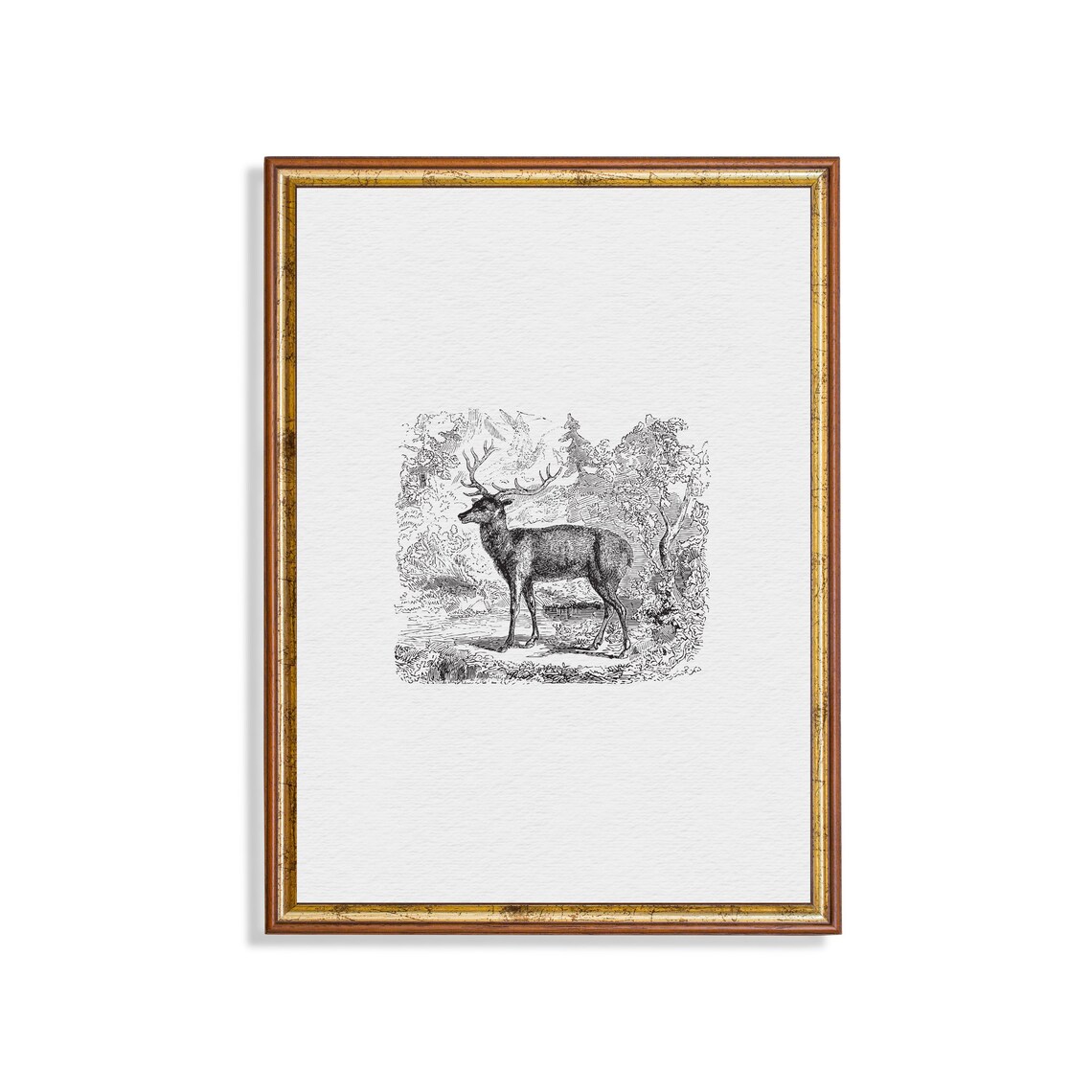 Standing Stag in Woodland Antique Engraving Vignette Minimalist Wall Art
