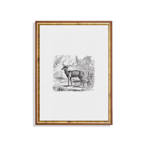 Standing Stag in Woodland Antique Engraving Vignette Minimalist Wall Art