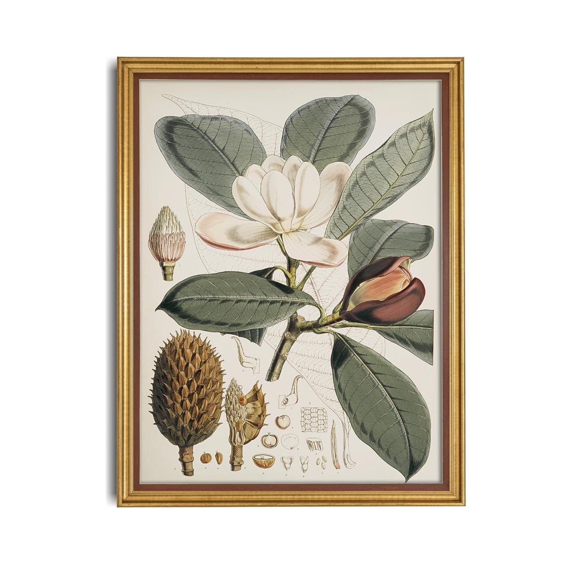 Antique Magnolia Flower Botanical Illustration Study Wall Poster - Image 4
