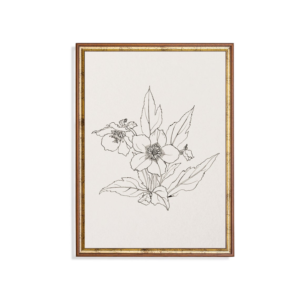 Minimalist Botanical Line Drawing of a Hellebore Flower Poster