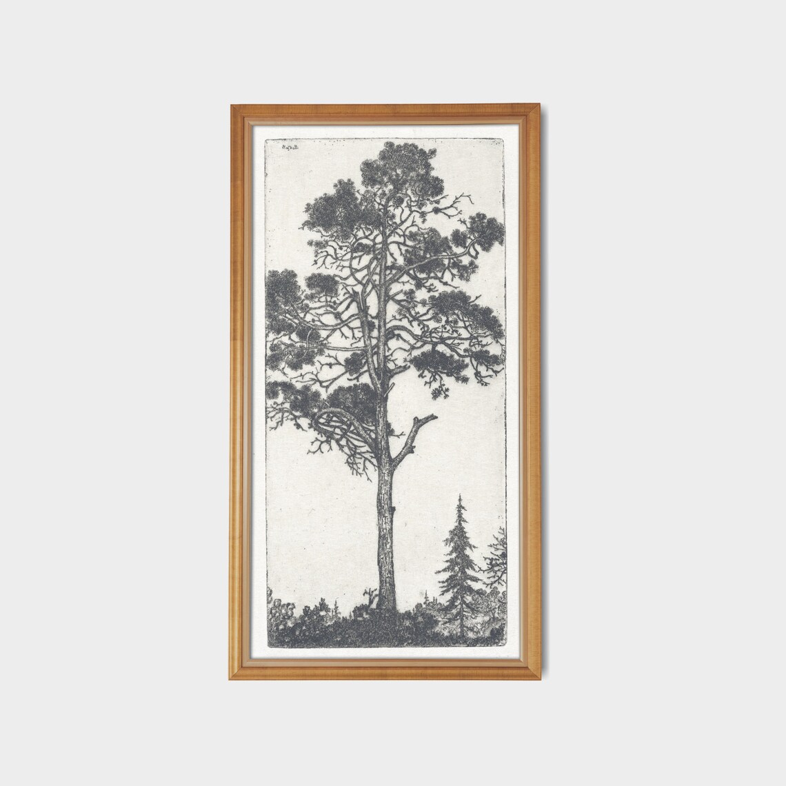 Vintage Pine Tree Drawing, Antique Sketch