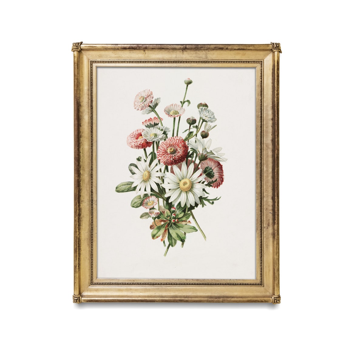 White Daisies And Pink Pompons Vintage Botanical Bouquet Floral Poster - Image 4