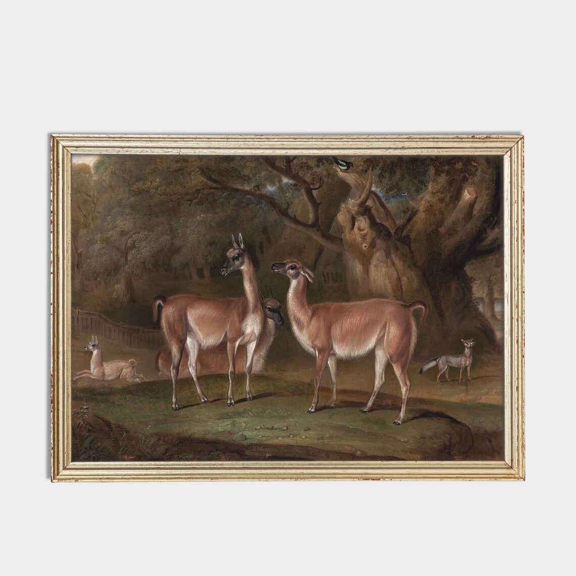 Vintage Guanaco Herd in Woodland Clearing Antique Animal Poster - Image 2