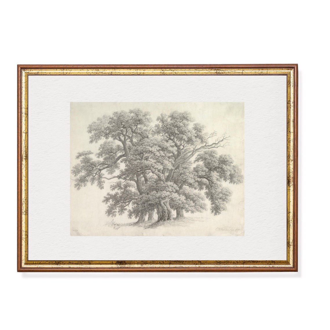 Old Oak Trees Pencil Sketch Antique Botanical Tree Drawing Wall Art