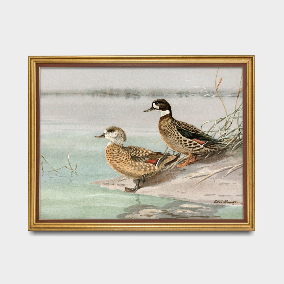 Two Spotted Ducks by the Water Vintage Allan Brooks Birds Poster - Image 5