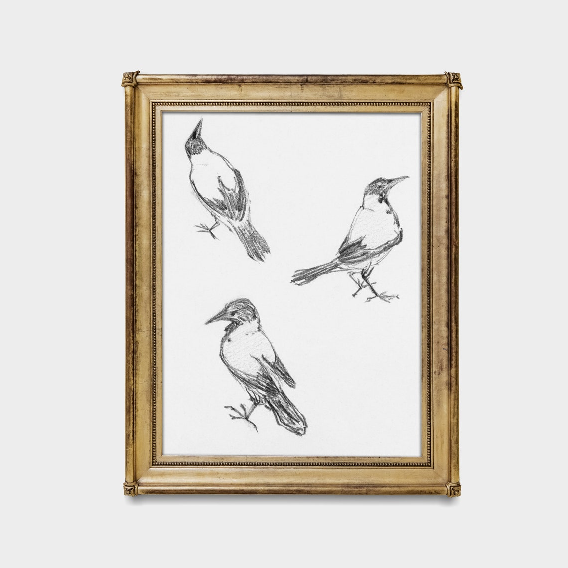 Three Bird Studies in Black Charcoal on White Paper Sketch Poster - Image 3