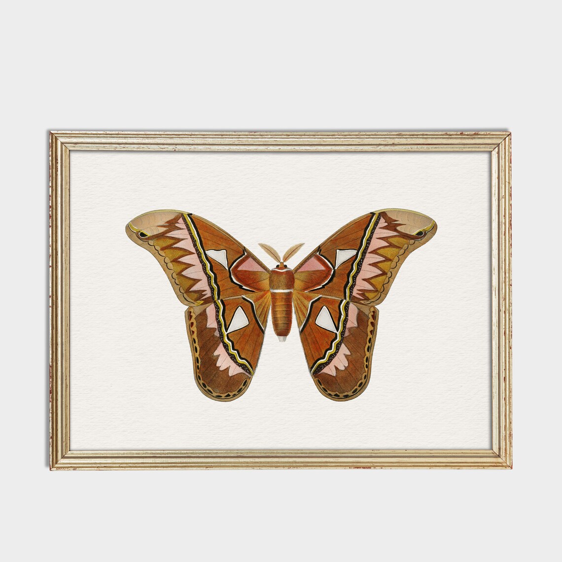 Large Brown Moth Vintage Natural History Illustration Poster - Image 2