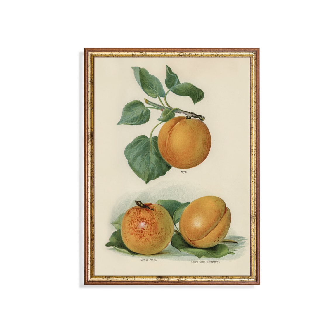 Heirloom Apricot Varieties Royal and Grosse Fiche Botanical Poster